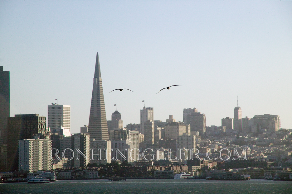 Pelicans flying over the bay in front of San Francisco's Transamerica Pyramid